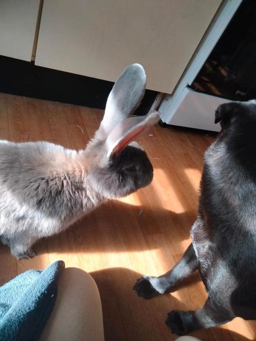 Vlaamsereusjes, Dieren en Toebehoren, Konijnen, Groot, Mannelijk