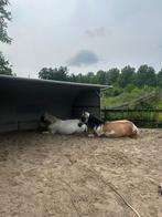 Winter stalling browsing paddock voor merrie, Dieren en Toebehoren, Stalling en Weidegang, Stalling