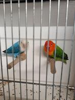 Agapornis Fischeri, prachtig jong koppel, Dieren en Toebehoren, Vogels | Parkieten en Papegaaien, Meerdere dieren, Dwergpapegaai of Agapornis