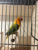 Mooie agepornis fischerie, Dieren en Toebehoren, Vogels | Parkieten en Papegaaien, Vrouwelijk, Dwergpapegaai of Agapornis, Geringd