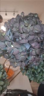 Droge hortensia's, Ophalen of Verzenden