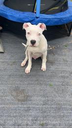 Americaanse stafford reutje 4 maanden, Dieren en Toebehoren, Rabiës (hondsdolheid), 15 weken tot 1 jaar, Reu, Bulldog