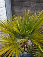 Grote Palmboom met Pot te Koop!, Tuin en Terras, Volle zon, Vaste plant, Bloeit niet, Ophalen