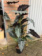 Kunstplant 115 cm, Huis en Inrichting, Ophalen of Verzenden, Zo goed als nieuw