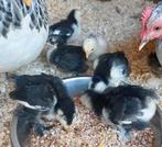 Cochin kuikentjes ongesekst, Dieren en Toebehoren, Pluimvee, Geslacht onbekend, Kip