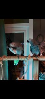 Grijze roodstaarten (4 jaar), Meerdere dieren, Papegaai