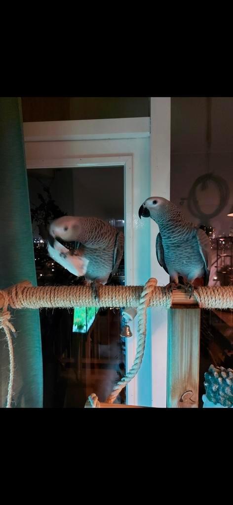Grijze roodstaarten (4 jaar), Dieren en Toebehoren, Vogels | Parkieten en Papegaaien, Papegaai, Meerdere dieren