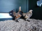 Sabelpoot krielkip | Jonge, kleine kippen | Passend advies!, Dieren en Toebehoren, Pluimvee, Meerdere dieren, Kip