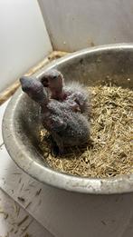 Lori van de blauwen bergen mogen nu weg, Dieren en Toebehoren, Vogels | Parkieten en Papegaaien, Meerdere dieren, Papegaai, Geringd