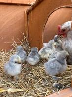 Kippen cochin kriel parel grijs, Dieren en Toebehoren, Pluimvee, Meerdere dieren, Kip