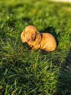Bij ons geboren Belgische Teckel pupjes, Dieren en Toebehoren, Honden | Teckels en Dashonden, Parvo, België, 15 weken tot 1 jaar