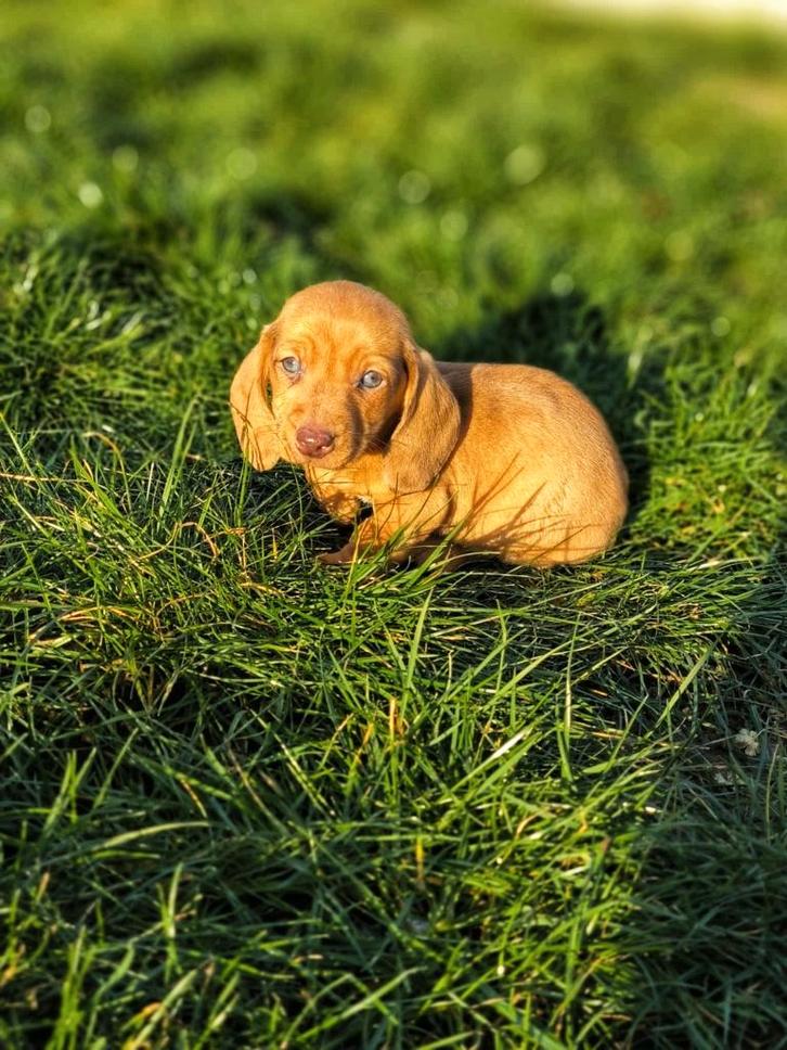Bij ons geboren Belgische Teckel pupjes, Dieren en Toebehoren, Honden | Teckels en Dashonden, Meerdere dieren, Korthaar, Dwerg