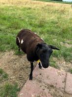 Koppel bonte schapen ooien, Vrouwelijk, Schaap