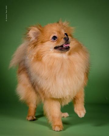 Pomerian️ beschikbaar voor biedingen