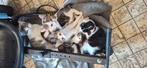 Boerderij kittens te koop, Dieren en Toebehoren, Katten en Kittens | Overige Katten, Meerdere dieren