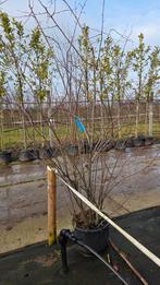 Amelanchier lamarckii meerstammig, Ophalen of Verzenden, Volle zon, Overige soorten, Minder dan 100 cm