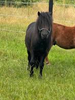 Mooie 2 jarige  shet oude advertentie maar nieuw pony !!, Dieren en Toebehoren, Paarden, Minder dan 160 cm, 0 tot 2 jaar, Hengst