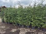 Leylandii haagconiferen weer in alle maten leverbaar, Ophalen of Verzenden, Conifeer, Haag, 100 tot 250 cm