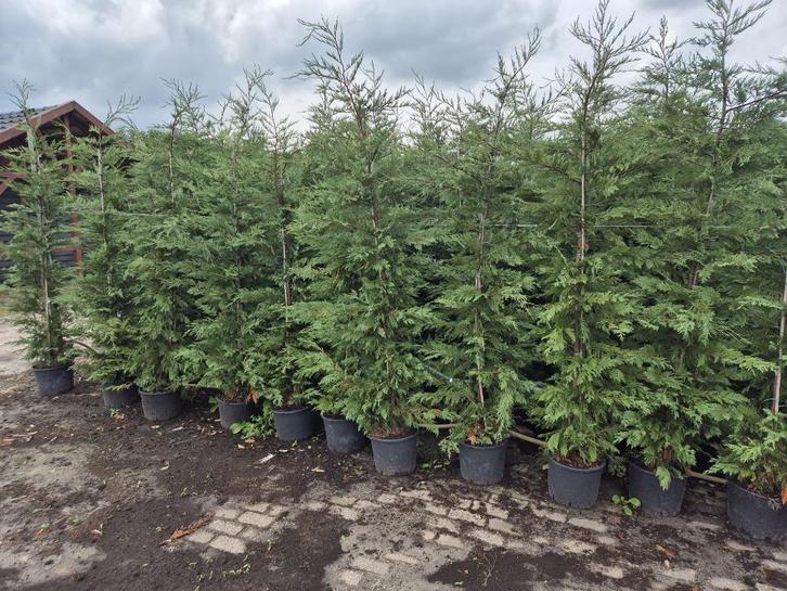 Leylandii haagconiferen weer in alle maten leverbaar, Tuin en Terras, Planten | Struiken en Hagen, Haag, Conifeer, 100 tot 250 cm