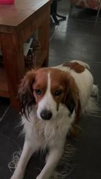 Nestaankondiging raszuivere kooikerhondjes, Dieren en Toebehoren, Overige rassen, 8 tot 15 weken, Teef, Eén hond