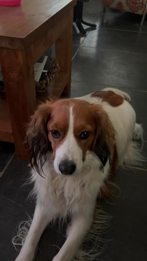 Nestaankondiging raszuivere kooikerhondjes, Dieren en Toebehoren, Honden | Retrievers, Spaniëls en Waterhonden, Teef, Overige rassen