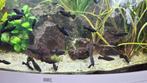 Black mollys, Dieren en Toebehoren, Vissen | Aquariumvissen, Vis, Zoetwatervis