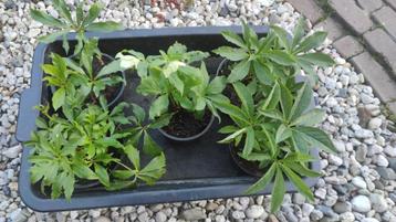 Helleborus  wit 3x  paars 2x   per st. €2,50   5 voor €10,- beschikbaar voor biedingen