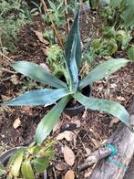 Agave, Tuin en Terras, Planten | Tuinplanten, Ophalen of Verzenden, Bloeit niet, Overige soorten, Volle zon