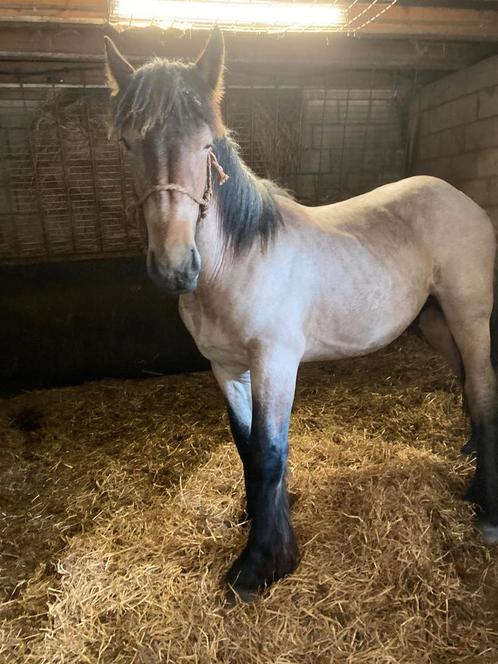 Brave jaarling trekpaard, Dieren en Toebehoren, Pony's, Hengst, Niet van toepassing, E pony (1.48m - 1.57m), Recreatiepony, 0 tot 2 jaar