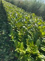 Laurier, Prunus laurocerasus ‘Novita’, Ophalen, Laurier, 100 tot 250 cm