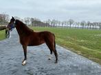 Super mooie talentvolle 3 jarige Hackney merrie!, Gechipt, B pony (1.17m tot 1.27m), Merrie, 3 tot 6 jaar