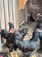 Trio Barnevelders, Meerdere dieren, Kip