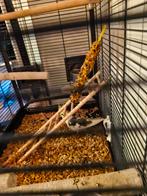 Valk parkiet .man, Dieren en Toebehoren, Vogels | Parkieten en Papegaaien, Mannelijk, Parkiet