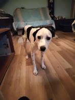 Djurdja – een zacht, bijzonder meisje dat rust verdient, Dieren en Toebehoren, Honden | Niet-rashonden, Particulier, Rabiës (hondsdolheid)