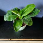 Musa Dwarf Cavendish | Bananenplant, Overige soorten, Minder dan 100 cm, Ophalen of Verzenden