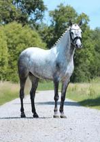 Leuke D-pony merrie, Dieren en Toebehoren, B, Springpony, 3 tot 6 jaar, D pony (1.37m tot 1.48m)