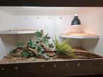 2x terrarium, Dieren en Toebehoren, Reptielen en Amfibieën | Toebehoren, Ophalen, Gebruikt, Terrarium of Paludarium