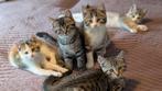 Super lief Half Brits korthaar, Dieren en Toebehoren, Katten en Kittens | Raskatten | Korthaar, Meerdere dieren, Ontwormd