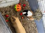 2 Cavia’s, Dieren en Toebehoren, Knaagdieren, Mannelijk, Cavia, Voor 1 juli 2024