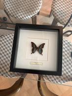 Opgezette vlinder in lijst, Huis en Inrichting, Ophalen of Verzenden, Zo goed als nieuw, Hout, Minder dan 50 cm