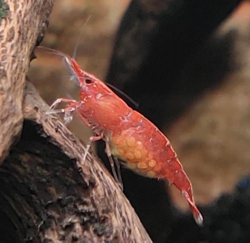 Rode vuurgarnalen, bloody mary garnalen, Dieren en Toebehoren, Vissen | Aquariumvissen, Slak of Weekdier