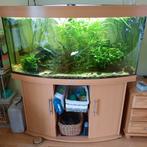 Juwel 120x 60 compleet. Kast eronder is 73 cm hoog., Dieren en Toebehoren, Vissen | Aquaria en Toebehoren, Ophalen, Gebruikt, Gevuld zoetwateraquarium