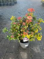 Viburnum Tinus Lisarose - Sneeuwbalstruik, Vaste plant, Halfschaduw, Winter, Ophalen