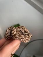 Haakneusslang hot atlanthic 1.0, Dieren en Toebehoren, Reptielen en Amfibieën, Slang