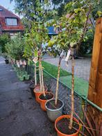 Walnotenboom, Tuin en Terras, Planten | Bomen, In pot, Bloeit niet, Halfschaduw, Ophalen of Verzenden