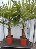 Trachycarpus fortunei Winterhard, Tuin en Terras, Planten | Bomen, 100 tot 250 cm, Zomer, Palmboom, Ophalen