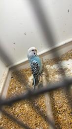 Graspakiet, Vrouwelijk, Parkiet, Geringd