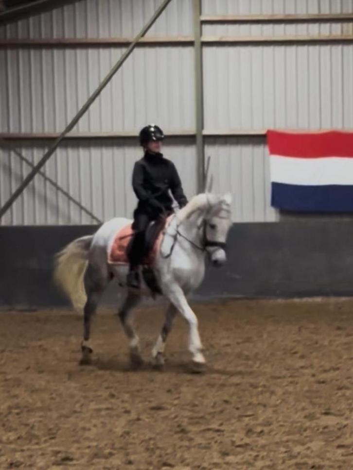 BIJRIJDER GEZOCHT, Dieren en Toebehoren, Paarden en Pony's | Verzorgingsproducten, Nieuw, Ophalen of Verzenden