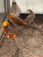 3 goudfazanten te koop, Dieren en Toebehoren, Pluimvee, Vrouwelijk, Kip