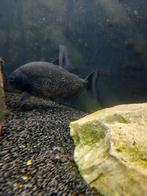 Piranha's te koop, Dieren en Toebehoren, Vis, Zoetwatervis